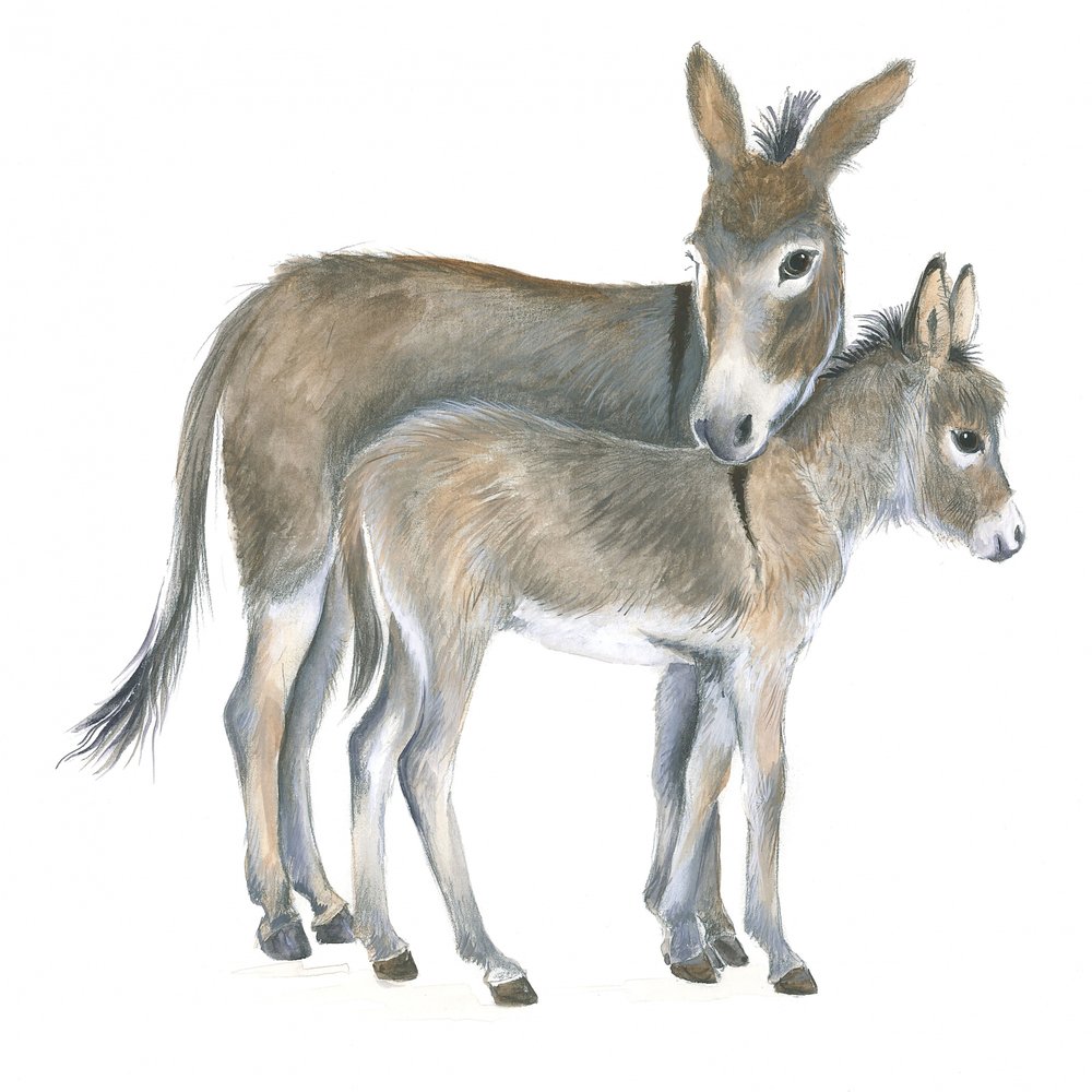 Burro e poldro de Isabelle Brent