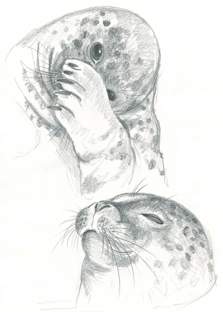 Desenho de focas-cinzentas de Isabelle Brent