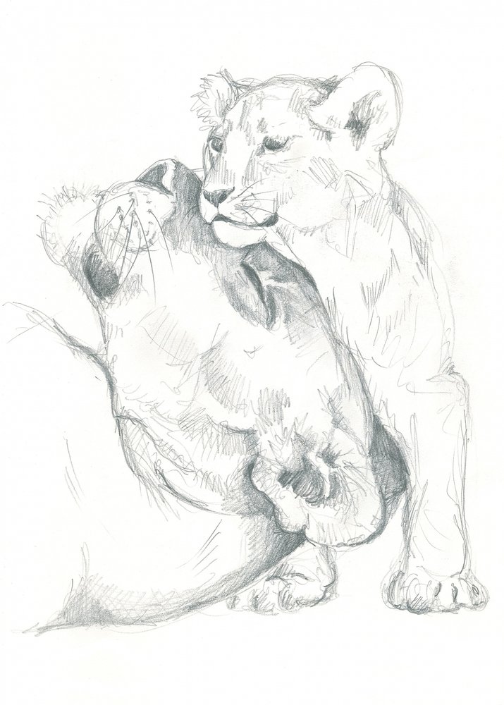 Estudo de desenho de uma leoa e cria de Isabelle Brent