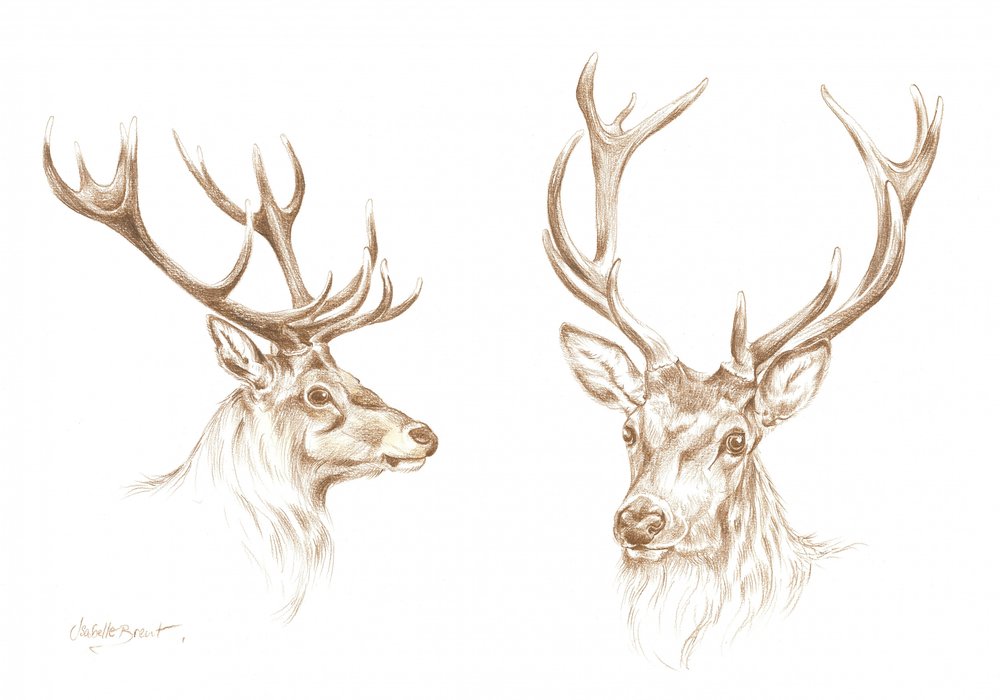 Desenho de um majestoso veado de Isabelle Brent