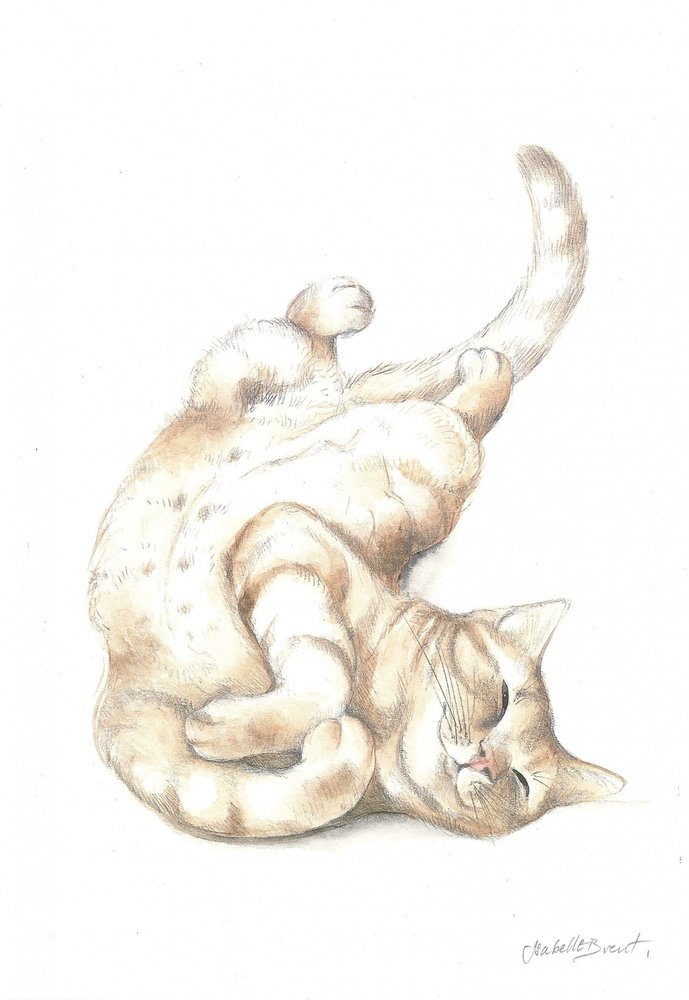 Gato descontraído de Isabelle Brent