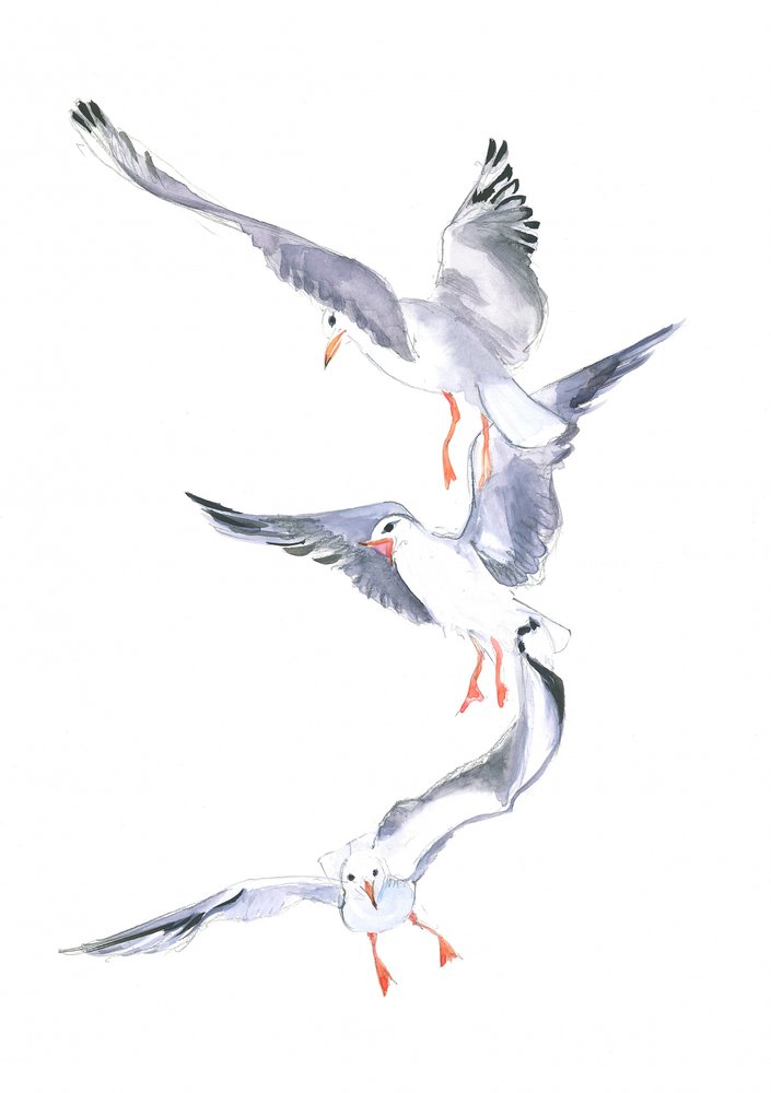 Voo de uma gaivota de Isabelle Brent