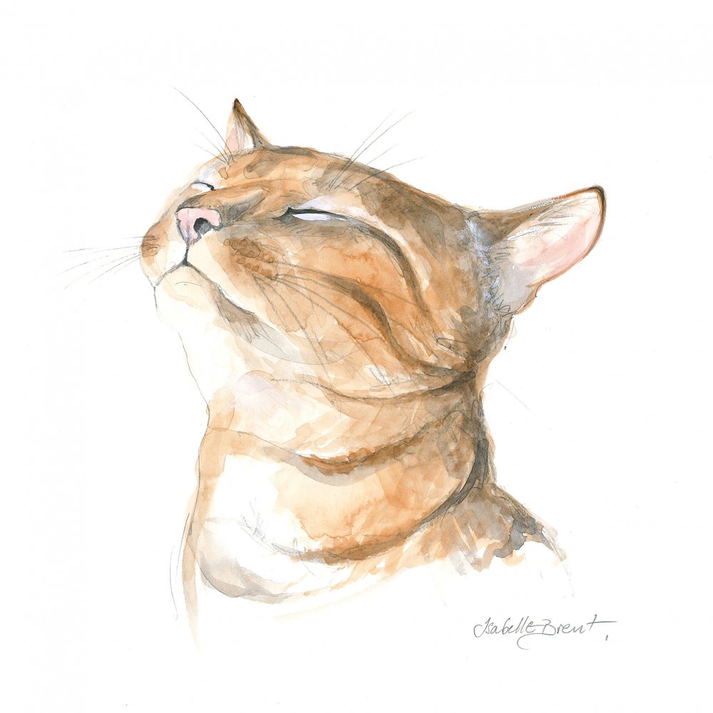 Gato malhado sereno de Isabelle Brent