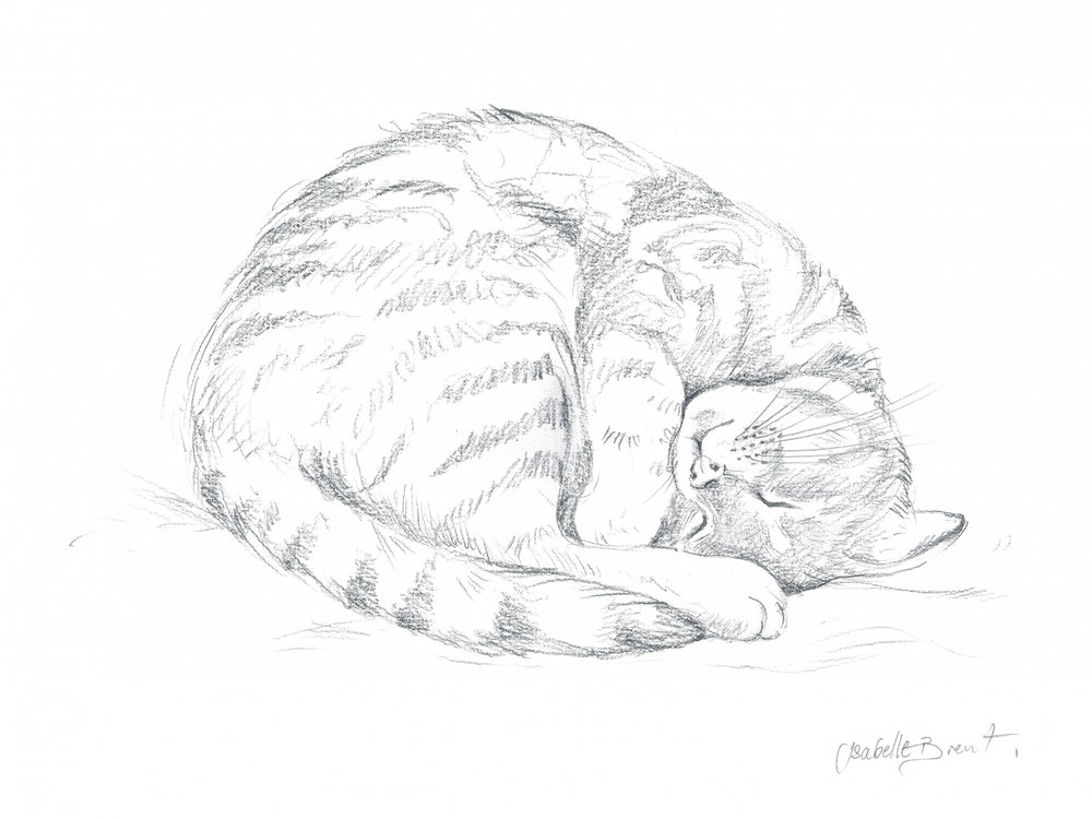 Desenho de um gato a dormir de Isabelle Brent