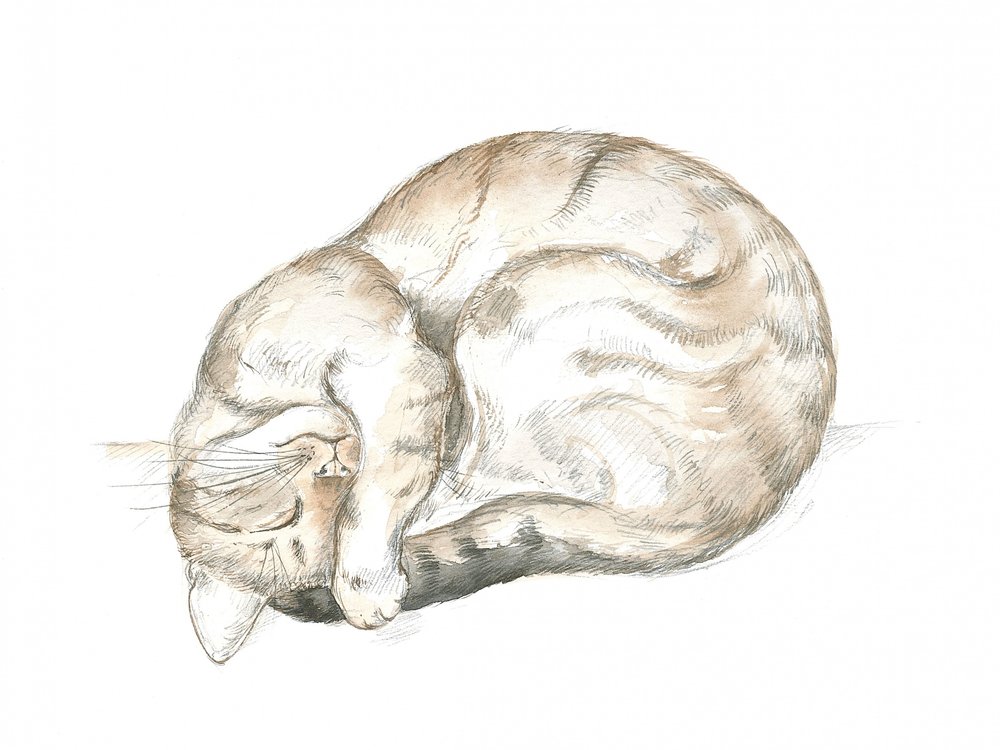 Gato malhado a dormir de Isabelle Brent