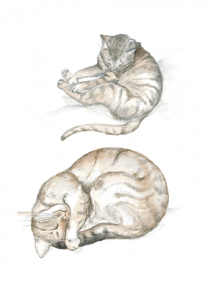 Dois estudos de gatos de Isabelle Brent