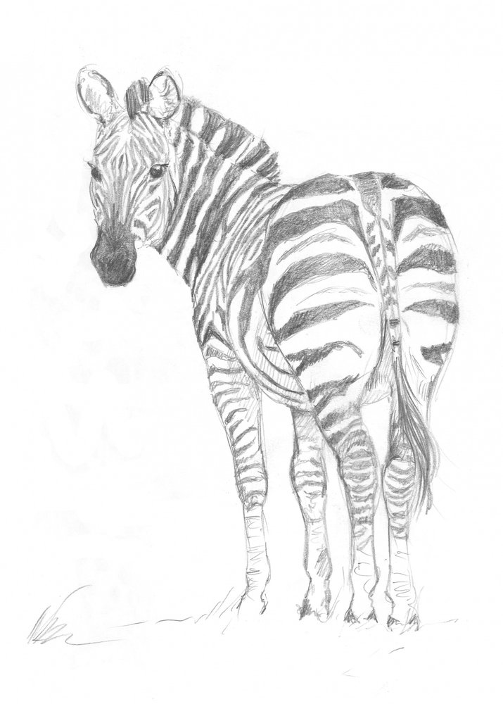 Zebra de Isabelle Brent