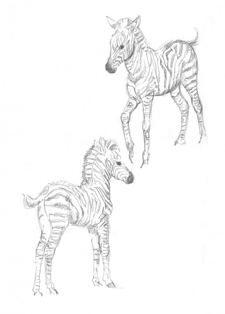 Crías de zebra de Isabelle Brent