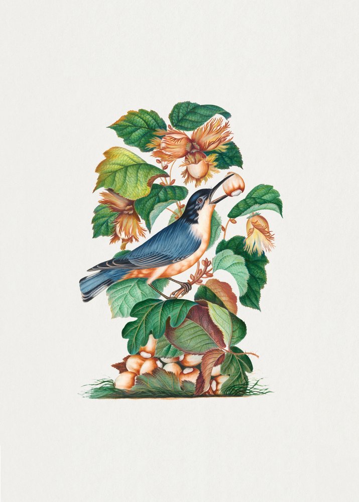 O belo pica-pau-de-bico-curto de James Bolton