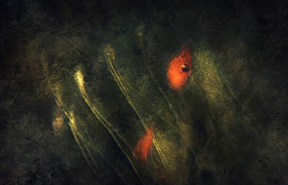 Papoilas vermelhas abstractas de Jan van der Linden