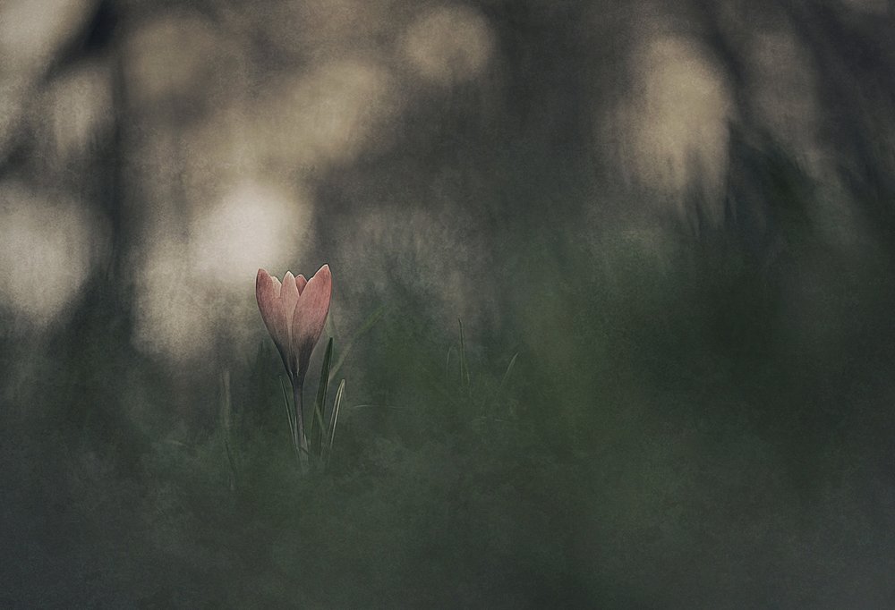 Flor rosa sonhadora de Jan van der Linden