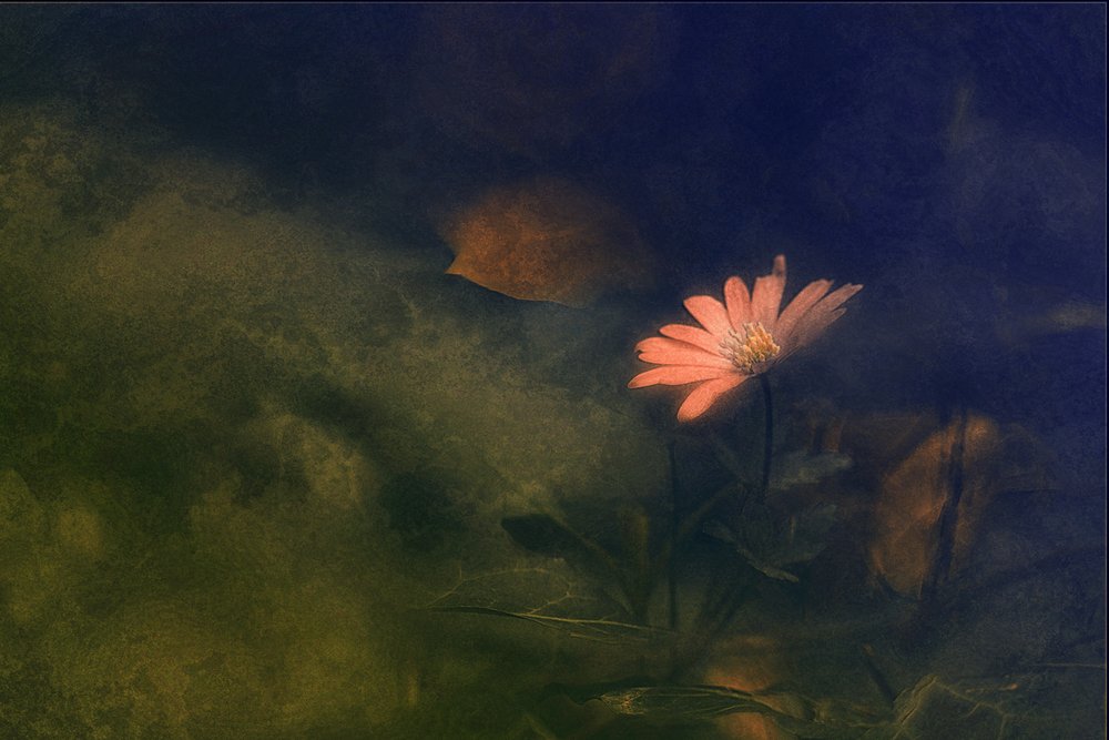 Flor rosa sonhadora de Jan van der Linden
