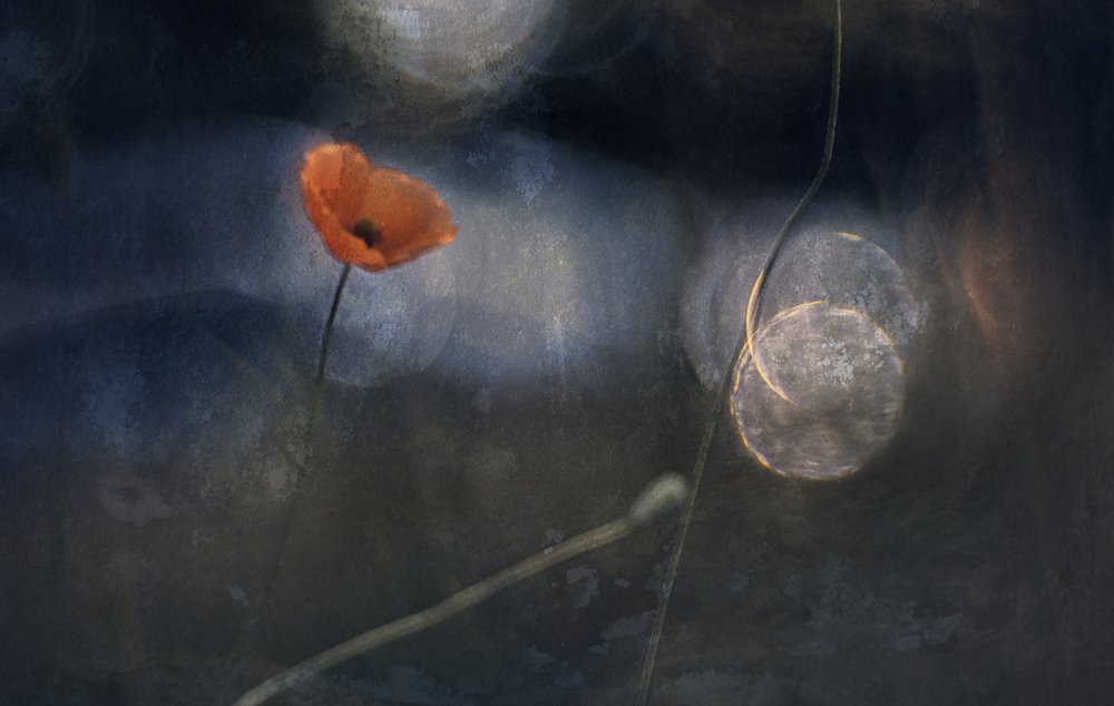 Etérea flor de papoila de Jan van der Linden