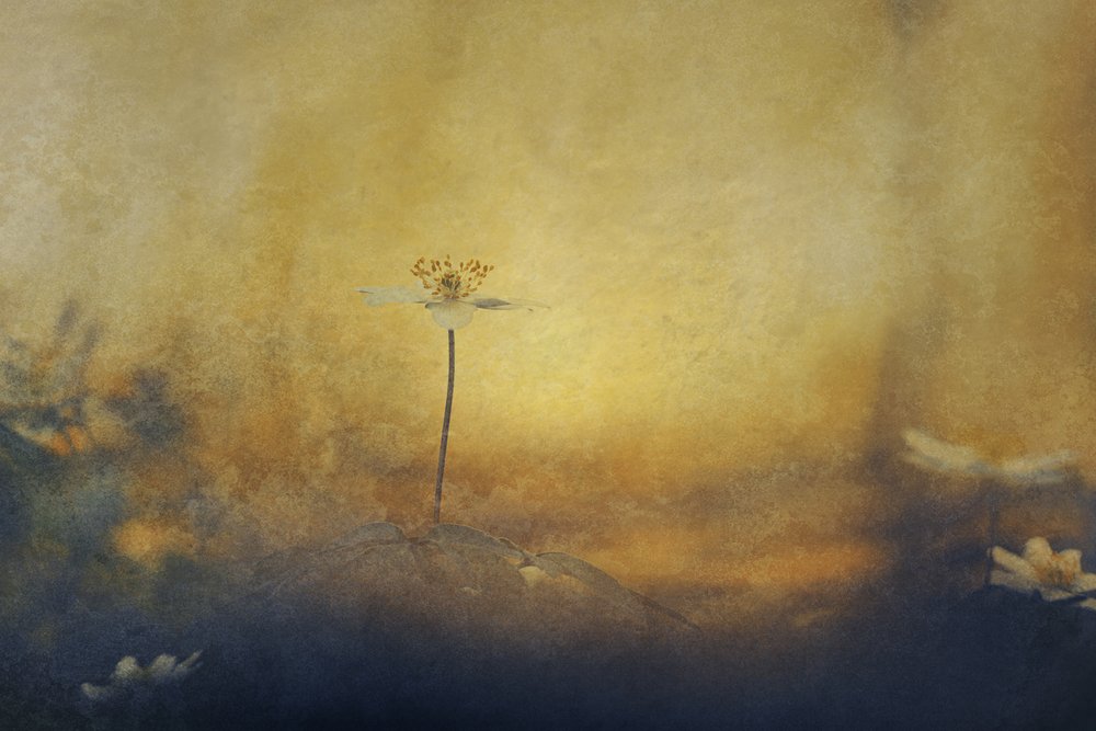 Flor de sonho dourada de Jan van der Linden