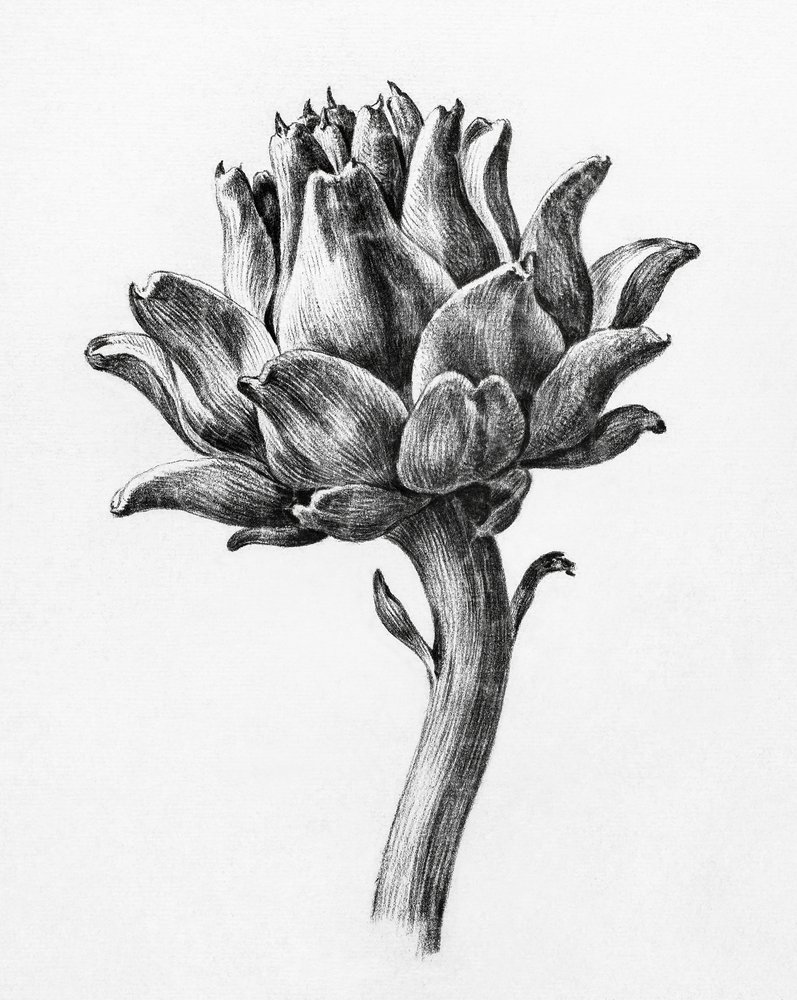 Alcachofra, de Jean Bernard de Jean Bernard