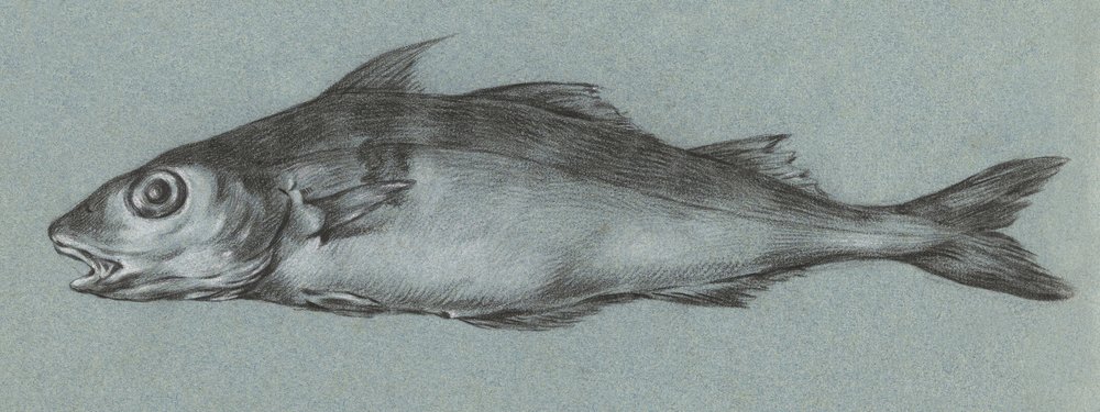 Fish Green (1775–1833) de Jean Bernard