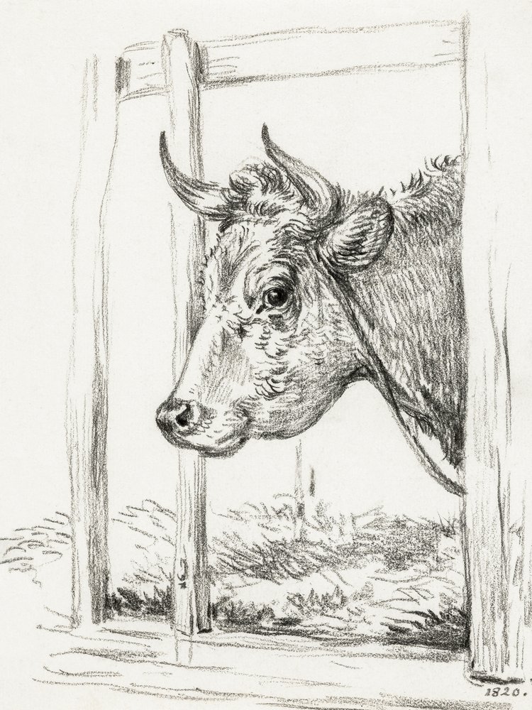 Cabeça de vaca (1820) de Jean Bernard