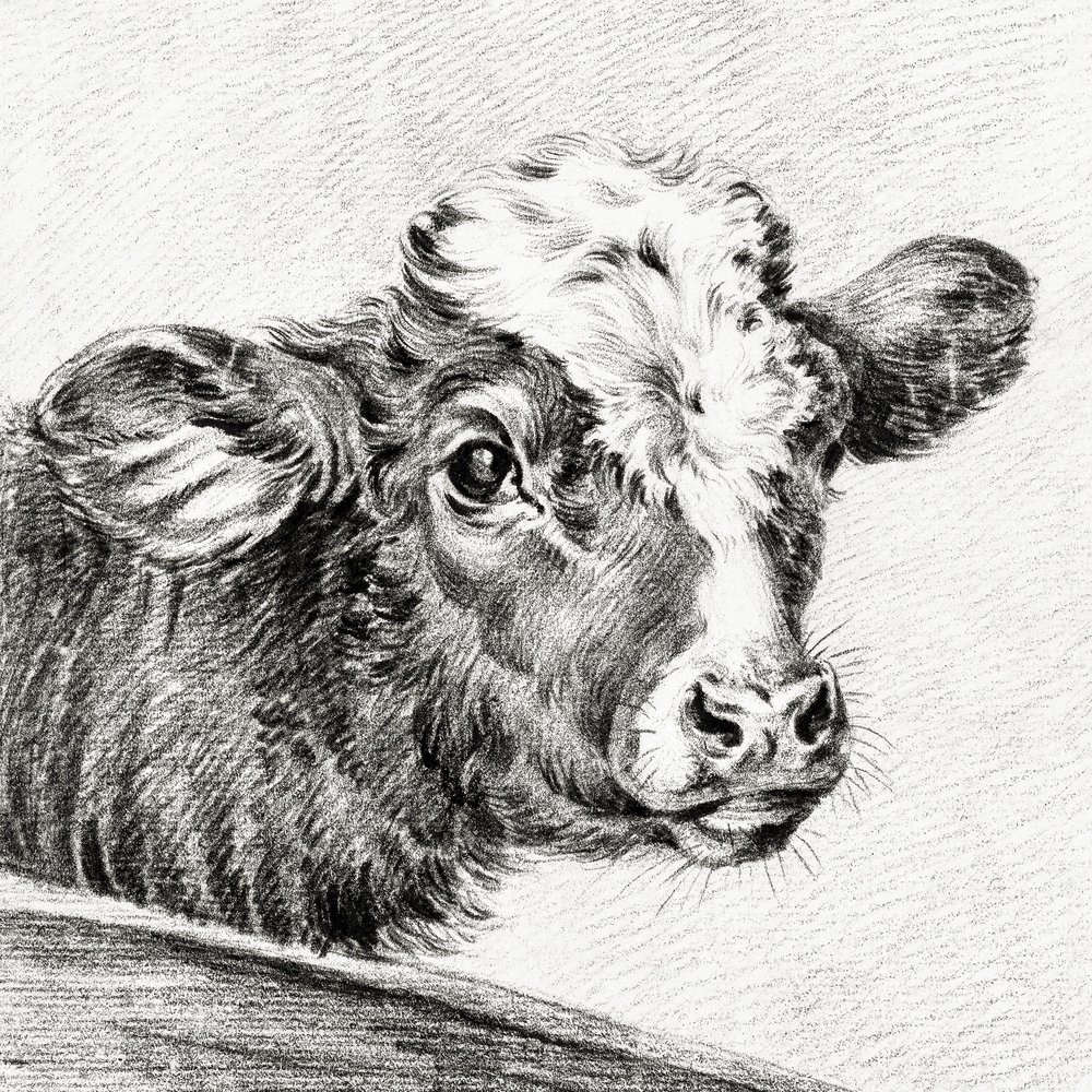Cabeça de vaca de Jean Bernard