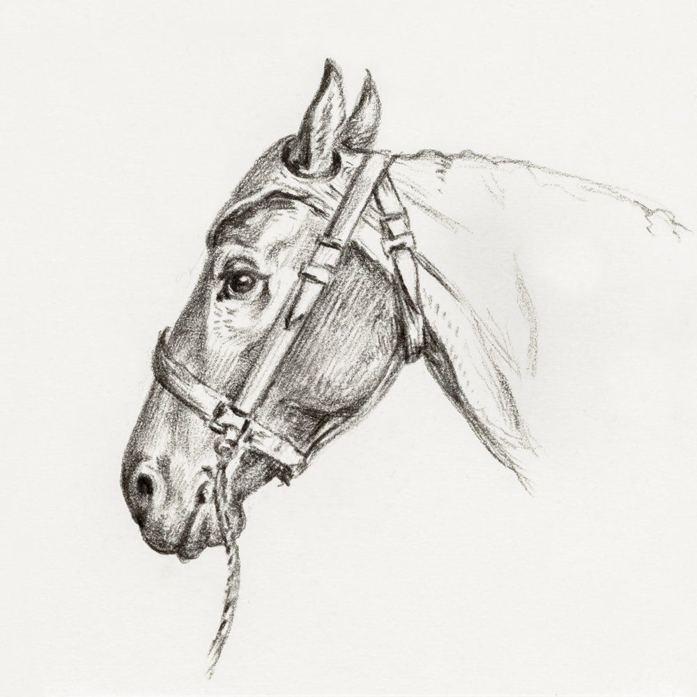 Cabeça de cavalo (1818) de Jean Bernard