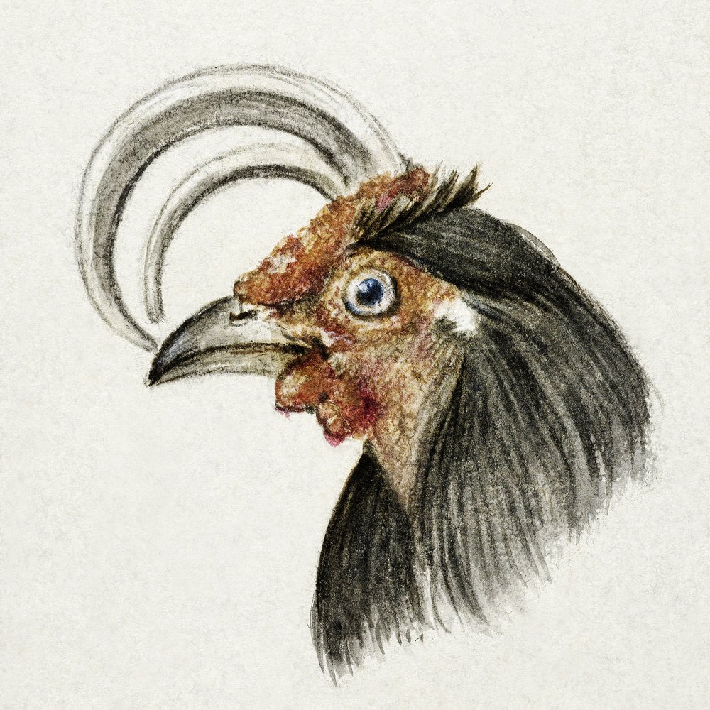 Cabeça de galo (1816) de Jean Bernard