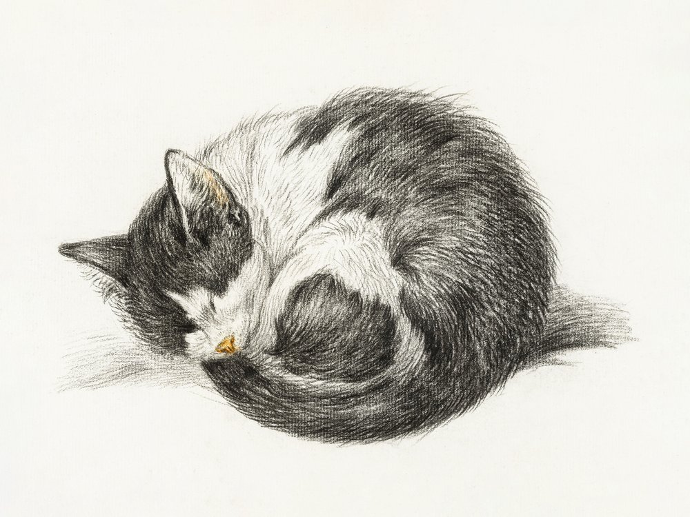 Gato enrolado, deitado e a dormir (1825) de Jean Bernard