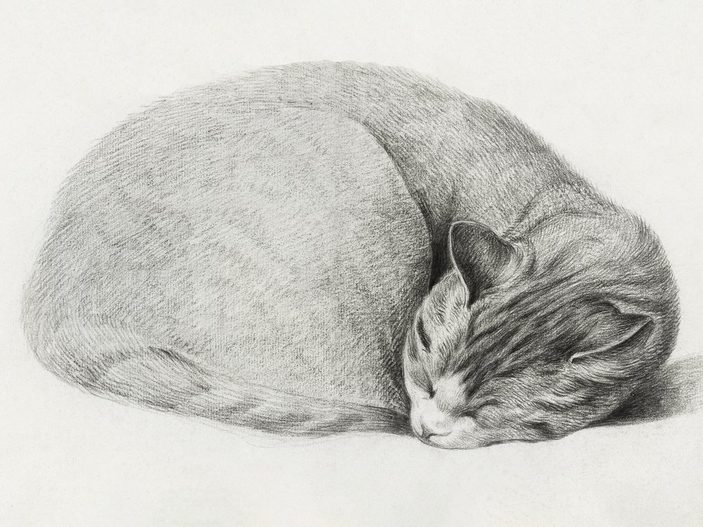 Gato enrolado, deitado a dormir, de Jean Bernard (1775-1883) de Jean Bernard