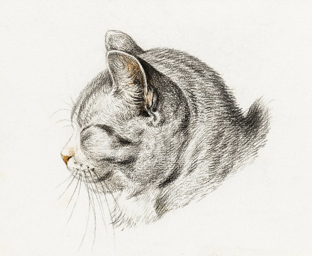 Esboço de um gato (1813) de Jean Bernard