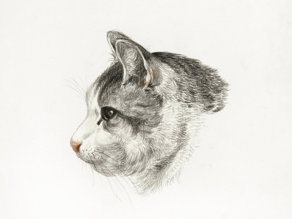 Esboço de um gato (1819) Por Jean Bernard (1775-1883) de Jean Bernard