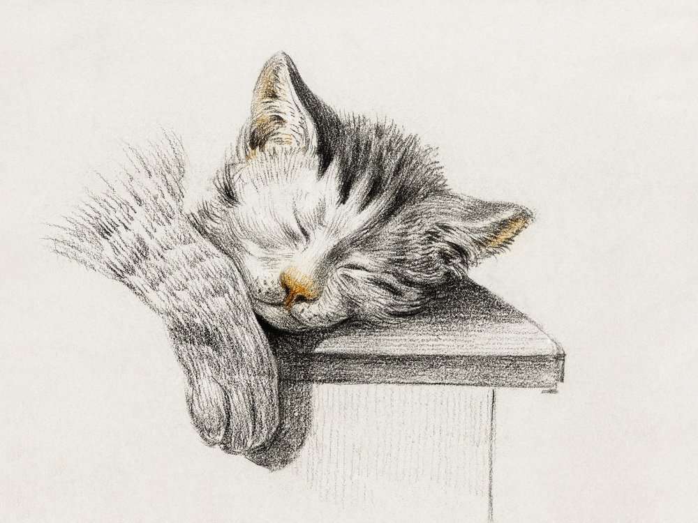Esboço de um gato a dormir de Jean Bernard
