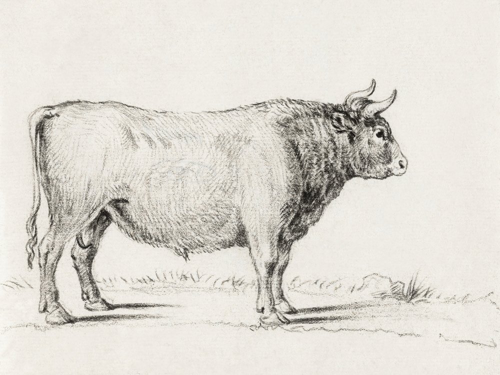 Standing Bull de Jean Bernard