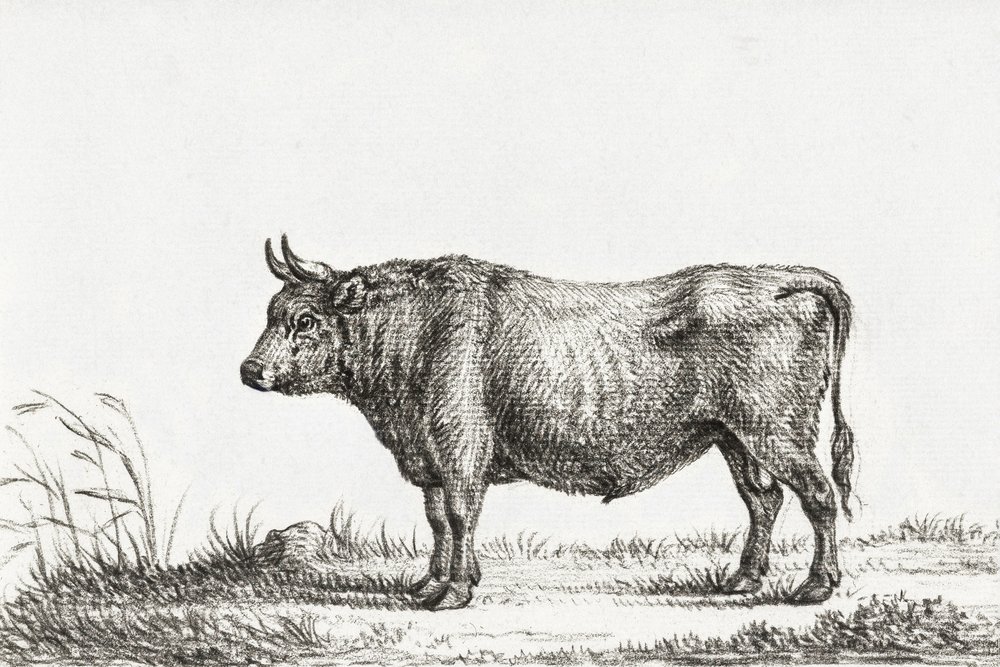 Standing Bull de Jean Bernard