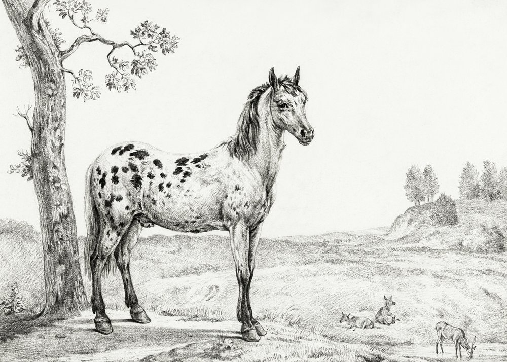 Cavalo malhado em pé de Jean Bernard