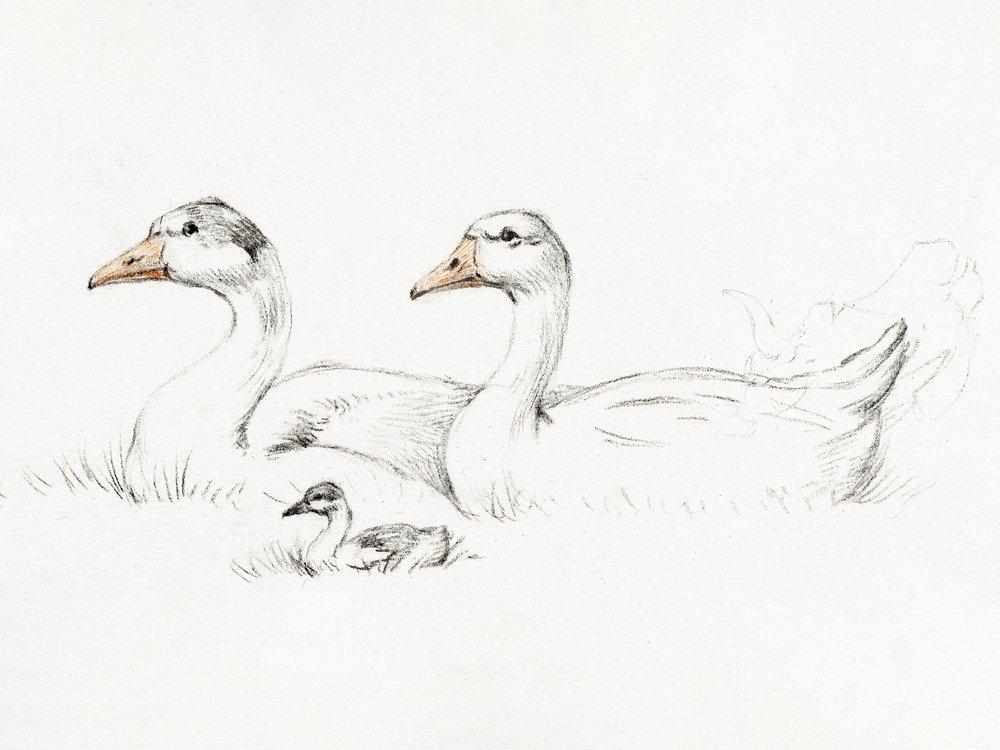 Dois gansos com uma cria (1775–1833) de Jean Bernard
