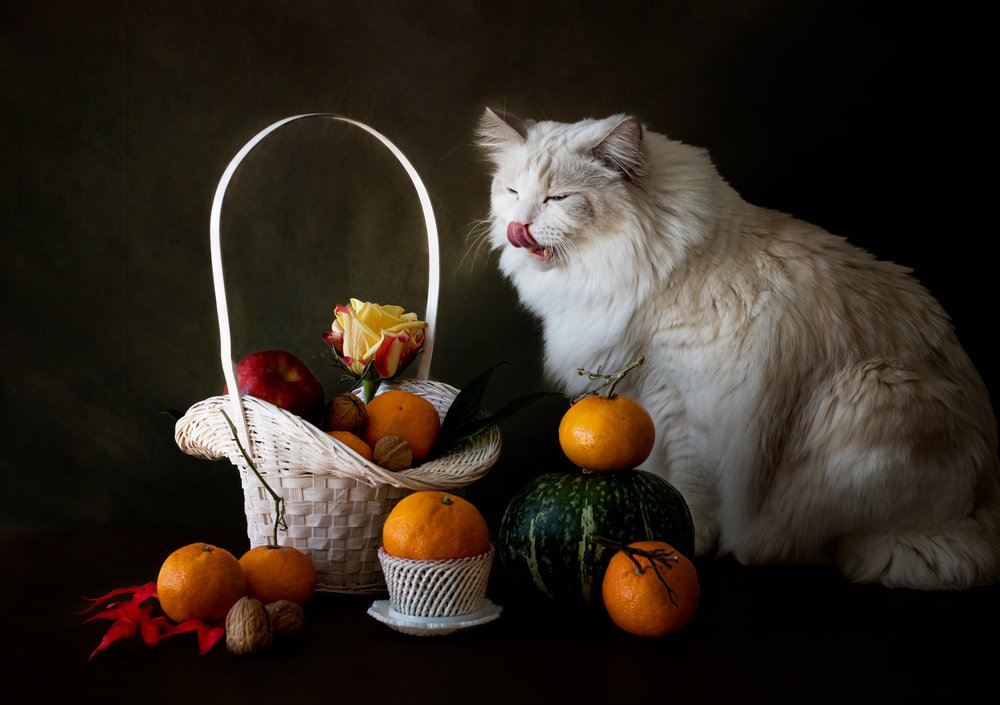 Natureza morta com frutas de outono e um gato de Jie Fischer