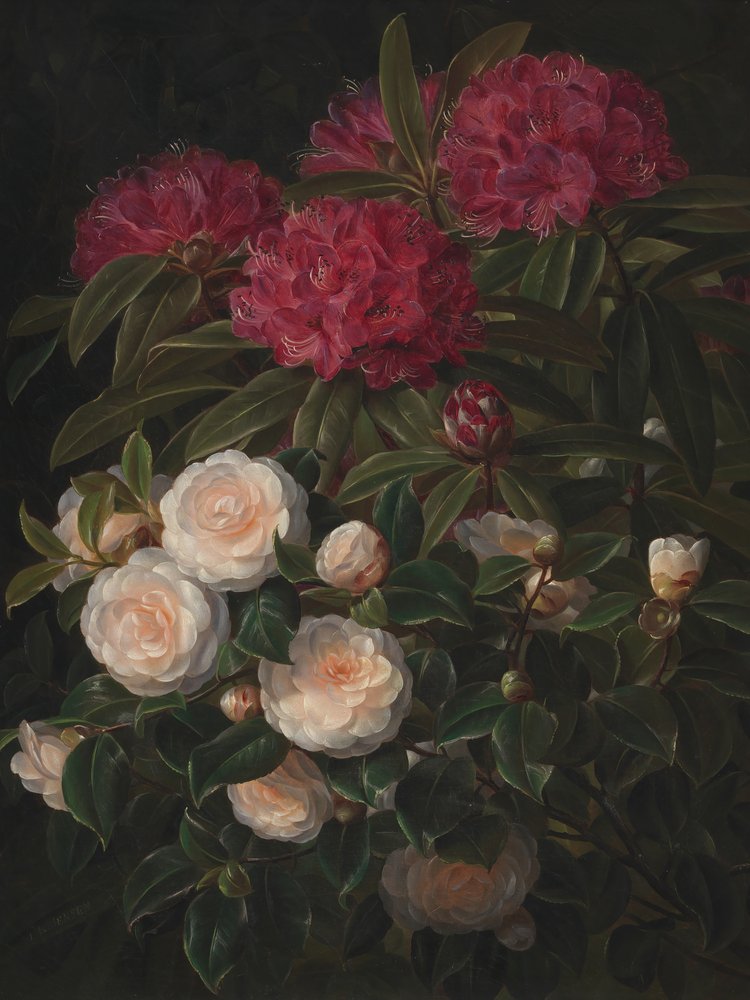 Camélias e rododendros, de Johan Laurentz Jensen de Johan Laurentz Jensen