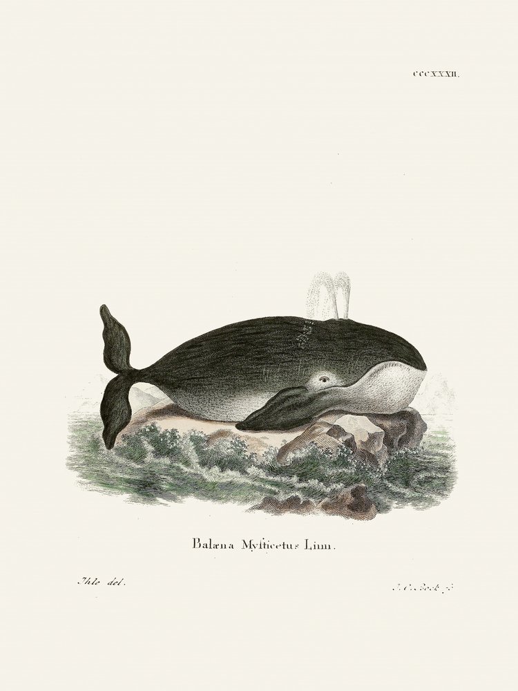 Baleia-da-Groenlândia, de Johann Christian Daniel Von Schreber. de Johann Christian Daniel Von Schreber