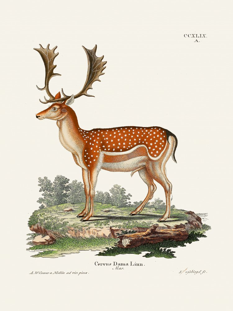 O gamo europeu  Por Johann Christian Daniel Von Schreber. de Johann Christian Daniel Von Schreber
