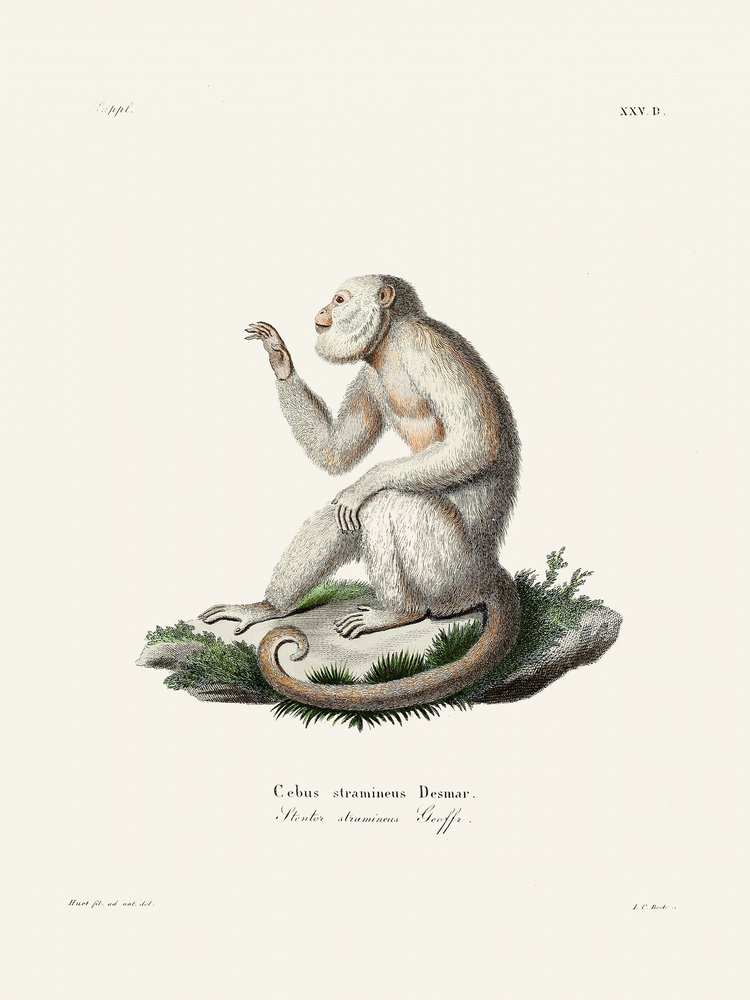 Macaco-prego-delicado, de Johann Christian Daniel von Schreber. de Johann Christian Daniel Von Schreber