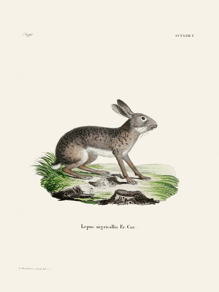 Liebre-indiana, de Johann Christian Daniel von Schreber. de Johann Christian Daniel Von Schreber
