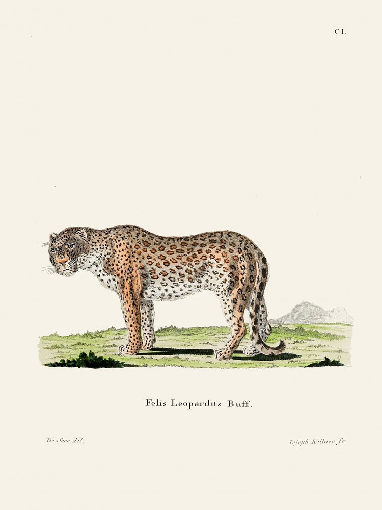 Leopardo, de Johann Andreas Wagener de Johann Christian Daniel Von Schreber