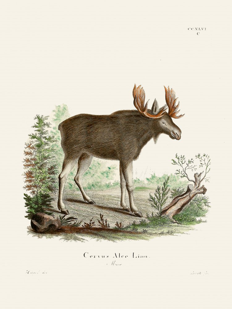Moose, de Johann Christian Daniel von Schreber. de Johann Christian Daniel Von Schreber