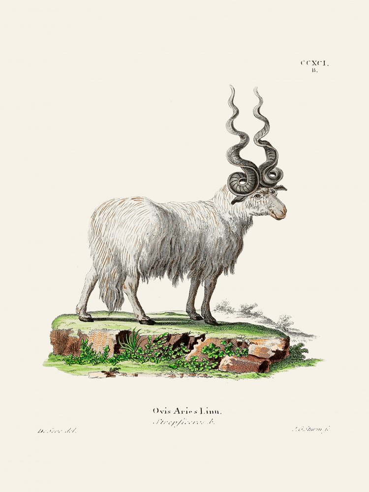 Ovis Aries, de Johann Andreas Wagener e Johann Christian Daniel Von Schreber. de Johann Christian Daniel Von Schreber