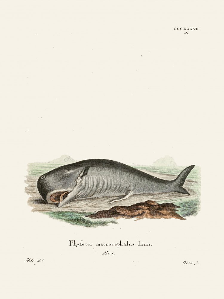 A baleia-espermacete: Johann Andreas Wagener e Johann Christian Daniel Von Schreber. de Johann Christian Daniel Von Schreber