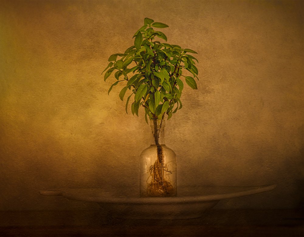 Natureza morta com plantas com raízes de John-Mei Zhong