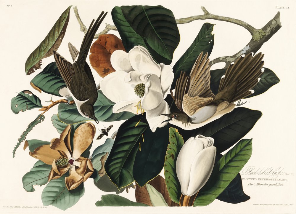  de John James Audubon