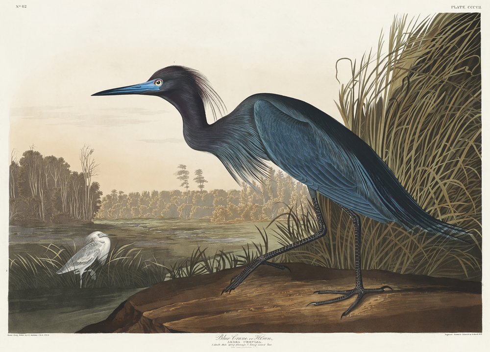  de John James Audubon