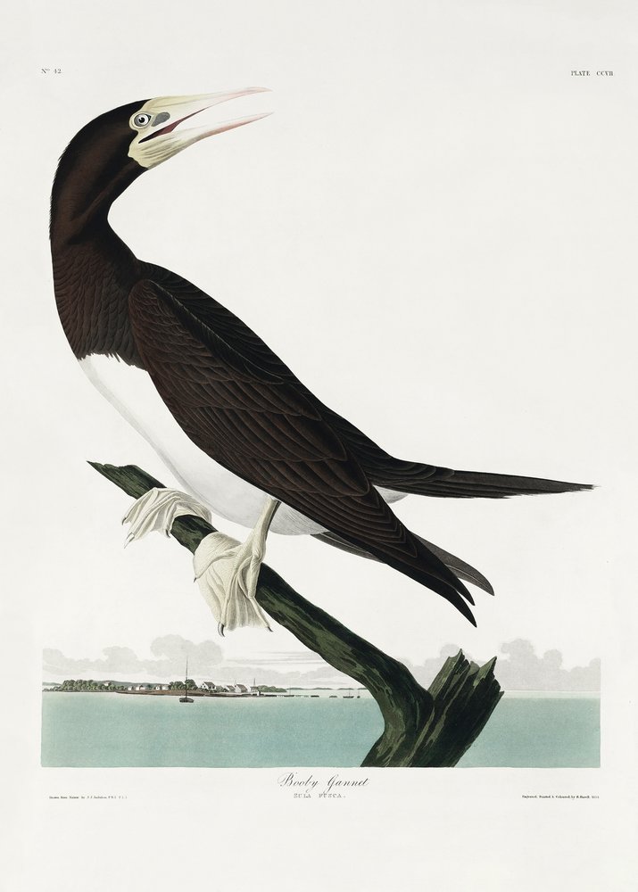  de John James Audubon