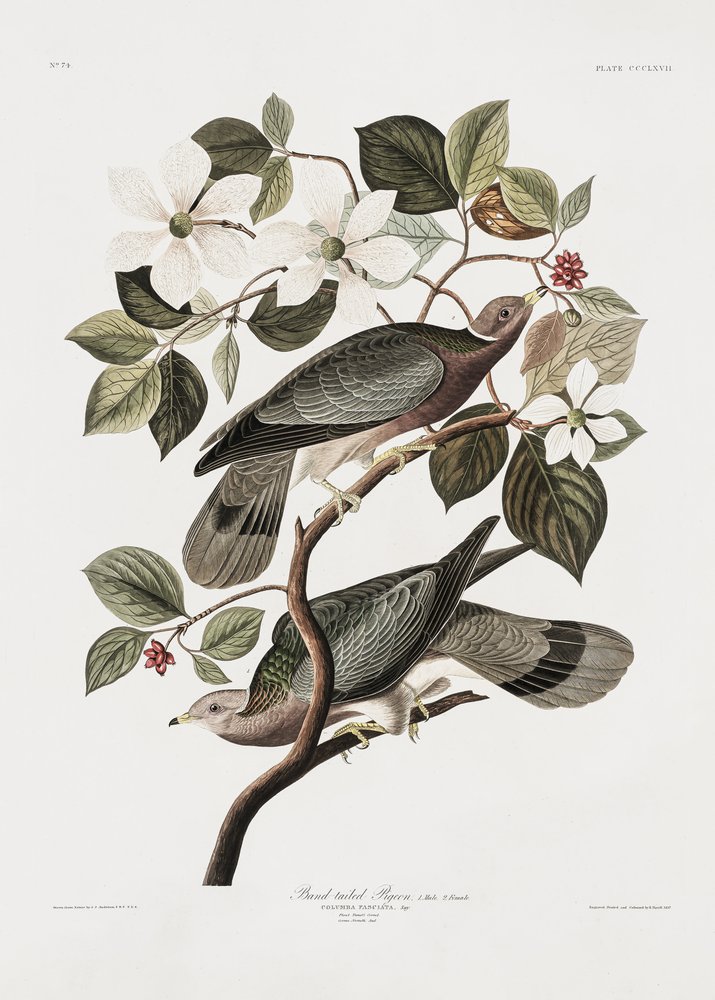  de John James Audubon