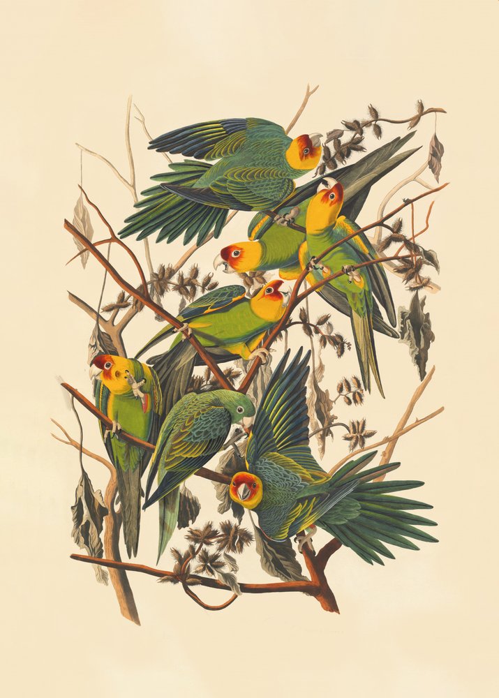 Papagaio-da-Carolina de John James Audubon