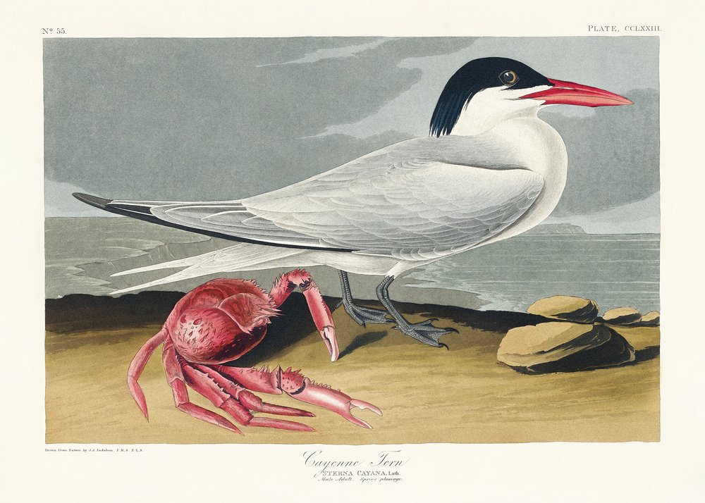  de John James Audubon